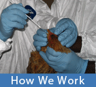 How we work